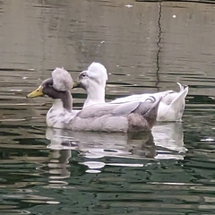 Anas platyrhynchos domesticus