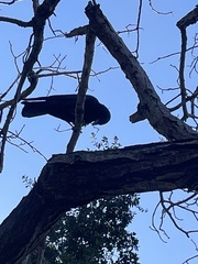 Corvus brachyrhynchos