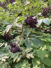Sambucus racemosa melanocarpa