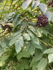 Sambucus racemosa melanocarpa