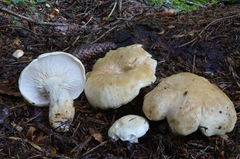 Leucopaxillus paradoxus