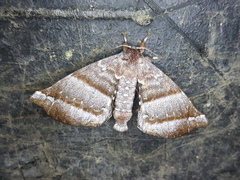 Apatelodidae