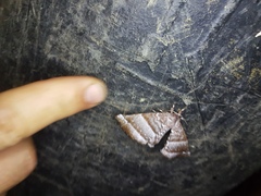 Apatelodidae