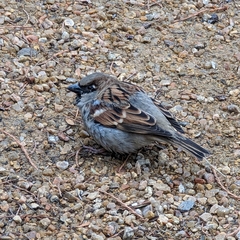 Passer domesticus