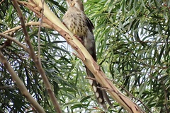 Anthochaera paradoxa