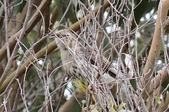 Anthochaera paradoxa