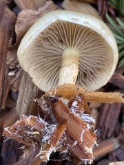Agaricales
