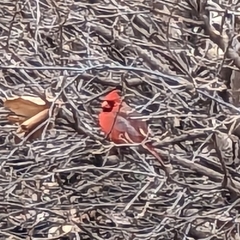 Cardinalis cardinalis
