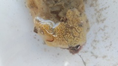 Botryllus