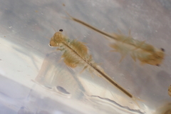 Branchinecta cornigera