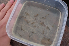 Branchinecta cornigera