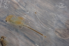 Branchinecta cornigera