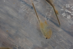 Branchinecta cornigera