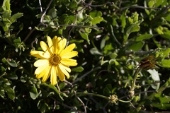 Osteospermum