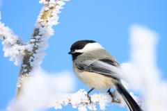 Black-capped Chickadee - Photo (c) Chris Fisher, some rights reserved (CC BY-NC), uploaded by Chris Fisher