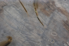 Branchinecta cornigera