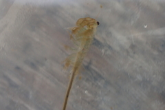 Branchinecta cornigera