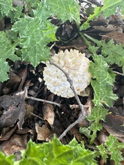 Amanita magniverrucata
