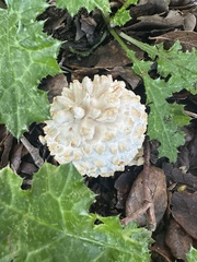 Amanita magniverrucata