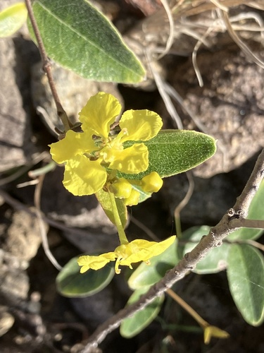 Heartleaf Amazonvine (Stigmaphyllon diversifolium)