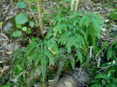 Adiantum cunninghamii