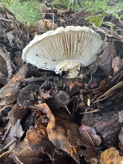 Amanita magniverrucata