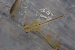 Branchinecta cornigera