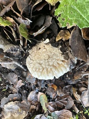 Amanita magniverrucata