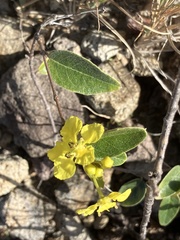 Stigmaphyllon diversifolium