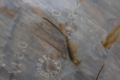 Branchinecta cornigera