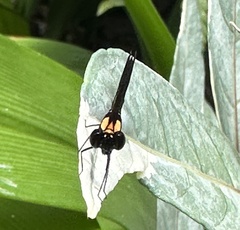 Heliocypha fenestrata