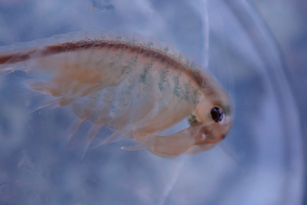 Horned Fairy Shrimp