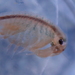 Branchinecta cornigera - Photo (c) Finn McGhee, some rights reserved (CC BY-NC), uploaded by Finn McGhee
