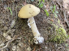 Amanita orientigemmata