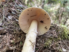 Amanita orientigemmata
