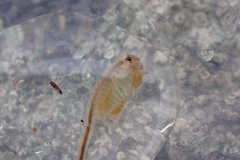 Branchinecta cornigera