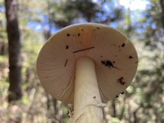 Amanita orientigemmata