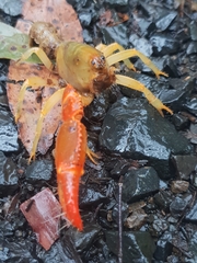 Engaeus tuberculatus