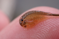 Branchinecta cornigera