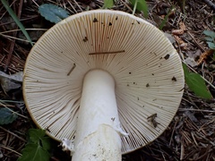 Amanita orientigemmata