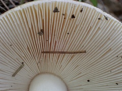 Amanita orientigemmata