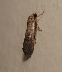 Athetis tenuis