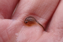 Branchinecta cornigera