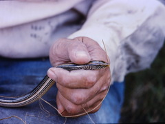 Ophisaurus attenuatus