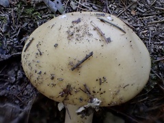 Amanita orientigemmata