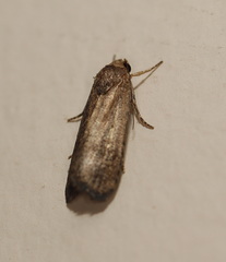 Athetis tenuis