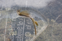 Branchinecta cornigera