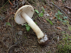 Amanita orientigemmata