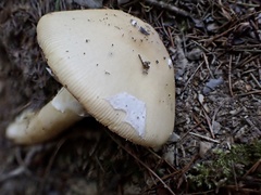 Amanita orientigemmata