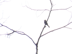 Contopus fumigatus